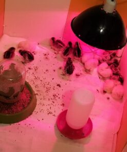 Farm Innovators 3700 Baby Chick Corral Starter Home Coop Kit with 10 Plastic Panels and Adjustable Brooder Lamp Hanger for Up To 15 Chicks 30 71XOqiPQOIL