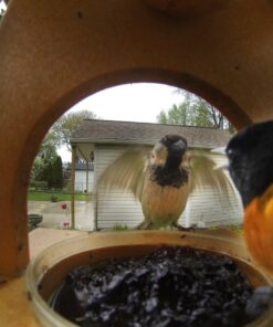 Songbird Essentials SERUBFJF Fruit and Jelly Oriole Feeder (Set of 1) 40 71XSfDXr5PL