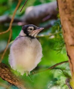 Tamron SP 70-200MM F/2.8 DI VC USD Telephoto Zoom Lens for Nikon (FX) Cameras Nikon FX Cameras 59 71XU9SG2xCL