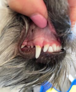 Pet MD Dog Breath Freshener Dental Wipes for Dogs - Tartar and Plaque Remover for Teeth Cleaning - Fresh Apple & Mint Scent Bad Breath Treatment for Dogs - 100 Count 29 71XUB5aprML