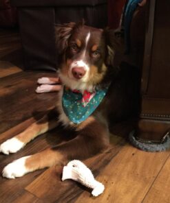 Hill's Science Diet Dry Dog Food, Puppy, Chicken Meal & Barley Recipe, 30 lb. Bag Puppy Dry 30 Pound (Pack of 1) 45 71XUCoJKDML