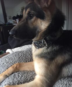 Wahl USA Deodorizing & Refreshing Pet Deodorant for Dogs - Eucalyptus & Spearmint Scent to Refresh the Skin and Coat - Model 820011A 33 71XUIqXBwSL