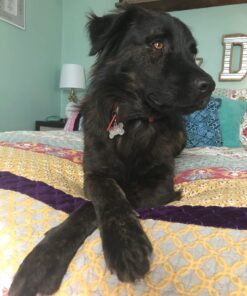 Embark Breed Identification Kit | Most Accurate Dog DNA Test | Test 350+ Dog Breeds | Breed ID Kit with Ancestry & Family Tree 58 71XUyn613CL