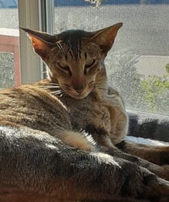 Hill's Science Diet Dry Cat Food, Adult, Sensitive Stomach & Skin, Chicken & Rice Recipe, 3.5 lb. Bag 3.5 Pound (Pack of 1) 41 71XVRj8aSGL