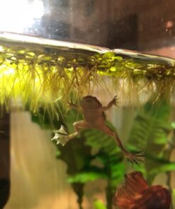 12 Water Spangles (Salvinia Minima), Live Aquarium/Aquatic/Floating/Pond/Freshwater Plant by G&Z 29 71XXpOlB bL