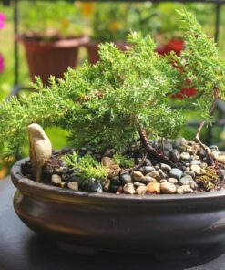 9Greenbox Best Gift Bonsai Juniper Tree, 4 Pound Style 2 29 71XZl83XOcL