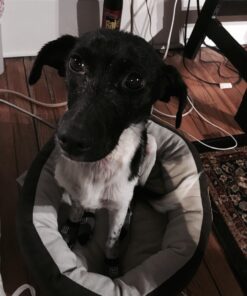 Petego Traction Control Indoor Socks for Dogs, Black/Gray, X-Small, Set of 4 BLACK AND GRAY 11 71Xa2OWBflL