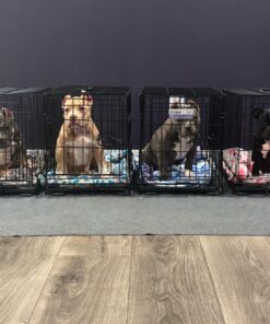 MidWest Homes for Pets Newly Enhanced Single Door iCrate Dog Crate, Includes Leak-Proof Pan, Floor Protecting Feet, Divider Panel & New Patented Features 22.5"L x 13.5"W x 16.0"H 31 71Xb2DtFPeL