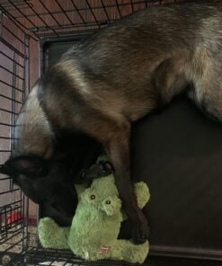 KONG Cozie Ali Alligator XL X-Large Standard Packaging 33 71Xbh67iV8L