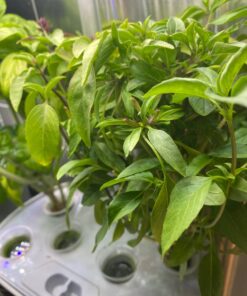 AeroGarden Mixed Romaine Lettuce Seed Pod Kit (6-pod) 6-pod 28 71Xe6sb7VNL