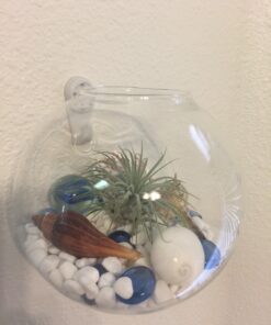 Sea Shells Mixed Beach Seashells - Various Sizes up to 2" Shells -Bag of Approx. 50 Seashells Seashells1 46 71XewGubeL