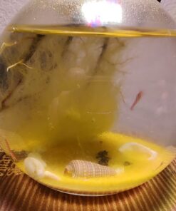 Shrimp Bubble Glass Self-Sustaining Ecosystem Amber 33 71XfernrfIL