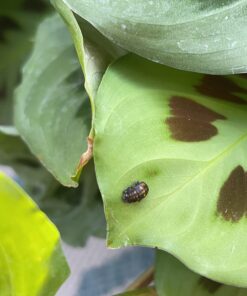 300 Live Ladybugs - Good Bugs - Ladybugs - Guaranteed Live Delivery! 33 71XfxxSPgpL