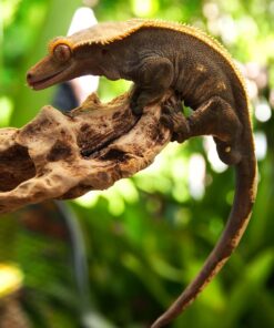 Pangea Fruit Mix Apricot Complete Crested Gecko Food 1/2 lb 11 71Xg4mFFxDL