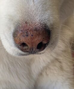 Pawstruck USDA Organic Natural Ruff Relief Wax Balm for Dogs – Moisturizes, Protects, and Heals Noses & Paws – Made in USA, Non-Toxic, Hypoallergenic - 1.75 oz 48 71Xgm3yqmeL