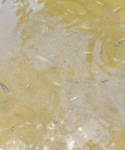 Tetra 16106 Min Tropical Flakes, Nutritionally Balanced Fish Food, 7.06-Ounce 7.06-ounce (Pack of 1) 28 71XiWCjb0tL