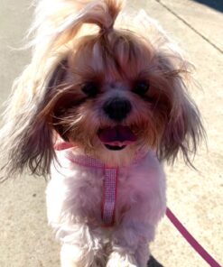 Earth Rated Dog Poop Bags with Handles, New Look, Easy Tie and Guaranteed Leakproof, Unscented, 120 Handle Bags 120-Count 44 71XizCbR12L