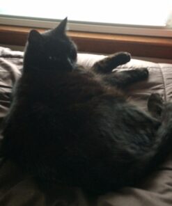 Dr. Elsey's Premium Clumping Cat Litter - Cat Attract - 99% Dust-Free, Low Tracking, Hard Clumping, Superior Odor Control, Natural Herbal Attractant, Unscented & Natural Ingredients, 40 lb 40 Lb / 18.14 Kg 32 71Xj7h0UEhL