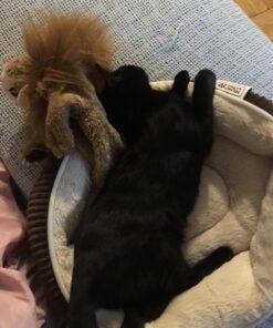 Folkmanis Lion Stage Puppet, Multi, 1 EA 30 71Xjlmnm1lL