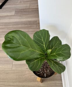 SUPERthrive The Original Vitamin Solution - Liquid Concentrate, May Add to Any Fertilizing Program, 4 fl. oz. 4 Ounces 32 71XjrEWDQL