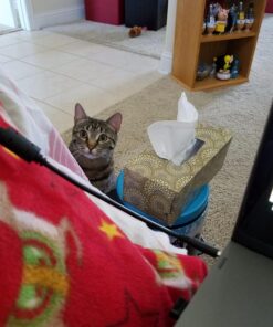 The Natural Pet Company Cat Toys Collection in Gift Box 35 71Xn9x3r13L