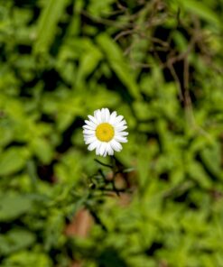 Alternative view of Tamron SP 70-200MM F/2.8 DI VC USD Telephoto Zoom Lens for Nikon (FX) Cameras Nikon FX Cameras