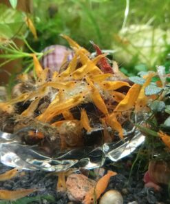 Aquatic Arts Algae Wafers (8 Ounce) Sinking Food for Live Aquarium Shrimp, Fish (Pleco/Tetra), Snails, and Bottom Feeders | High Protein Spirulina Blend Fish Food for Fish Tank Aquariums 35 71Xoqp8WE3L