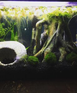 API LEAF ZONE Freshwater Aquarium Plant Fertilizer 18-Ounce Bottle White 16oz 36 71Xp22qxQ7L