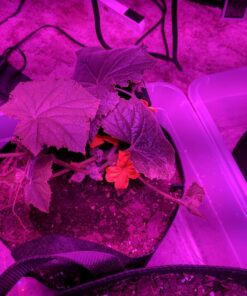 KingLED Newest 3000w LED Grow Lights with LM301B LEDs 4 * 2ft Coverage Full Spectrum Grow Lights for Indoor Hydroponic Plants Veg Bloom Greenhouse Growing Lamps 51 71Xq0wREsL