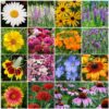 Eden Brothers All Perennial Wildflower Mixed Seeds for Planting, 1/4 lb, 120,000+ Seeds with Lupine, Shasta Daisy | Attracts Pollinators, Plant in Spring or Fall, Zones 3, 4, 5, 6, 7, 8, 9, 10 1/4 Pound 8 71Xq65sh3gL