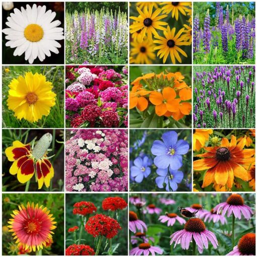 Eden Brothers All Perennial Wildflower Mixed Seeds for Planting, 1/4 lb, 120,000+ Seeds with Lupine, Shasta Daisy | Attracts Pollinators, Plant in Spring or Fall, Zones 3, 4, 5, 6, 7, 8, 9, 10 1/4 Pound