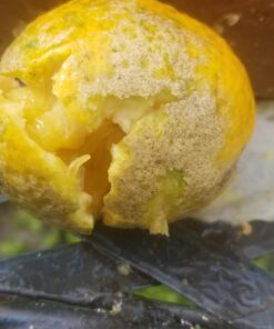 Crosman LUM77 Premier Domed Field 10.5g Target Pellets in a Tin, SILVER (500 Count) 43 71Xqiv63s3L