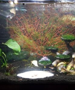 SunGrow 50 pcs Catappa Indian Almond Leaves for Betta Fish Tank Aquarium, 2” Water Conditioner Leaves, Leaf Also Suitable for Shrimp, Goldfish, Guppy and Frogs 50 Leaves 61 71Xs9SVv0sL