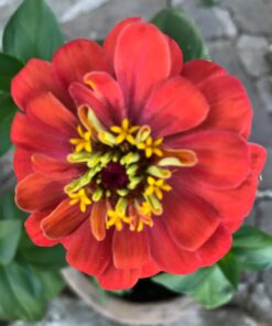 Zinnia - California Giant Mix - Bulk Pack 5,000 Seeds by Seeds2Go 33 71XsLALGEdL