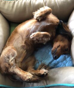 Poop Bags, Environment Friendly Pets N Bags Dog Waste Bags, Biodegradable, Refill Rolls, Includes Dispenser (16 Rolls / 240 Count) 16 Count (Pack of 1) 32 71XvNCOAML