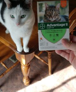 Advantage II Small Cat Vet-Recommended Flea Treatment & Prevention | Cats 5-9 lbs. | 6-Month Supply 6 Pack Small Cat only 28 71XvPSQMbnL
