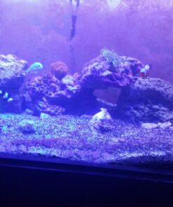 API ALGAE SCRAPER For Glass Aquariums 1-Count Container Blacks & Grays 16 71XvTzLdNL