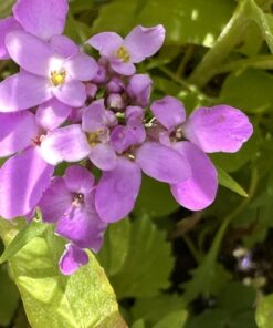 Hummingbird Nectar Wildflower Seeds Bulk Open-Pollinated Wildflower Seed Mix Packet, Non-GMO, No Fillers, Annual, Perennial Wildflower Seeds Year Round Planting - 1 oz 74 71XvmnxXpOL