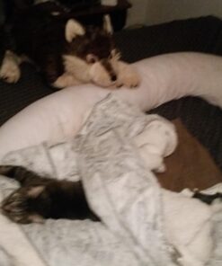 Wild Republic Jumbo Wolf Plush, Giant Stuffed Animal, Plush Toy, Gifts for Kids, 30 Inches Single 49 71XvnVTbuxL