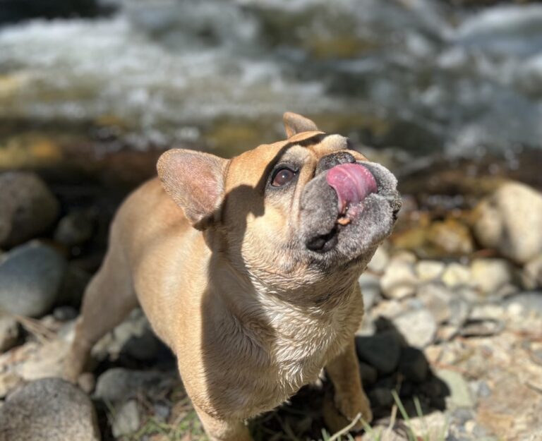 PetLab Co. Probiotics For Dogs, Support Gut Health, Diarrhea, Digestive Health & Seasonal