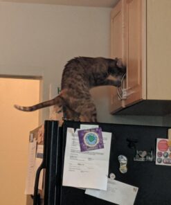 Dreambaby Sliding Cabinet Child Safety Locks - U Shaped for Knobs and Handles 3 Count (Pack of 1) 30 71XwaDFyJvL