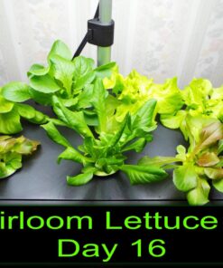 AeroGarden Heirloom Salad Greens Mix Seed Pod Kit - Salad Kit for AeroGarden Indoor Garden, 7-Pod 37 71Xydl7IBRL