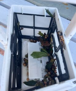 Dolphin Nautilus CC Robotic Pool Vacuum Cleaner — Wall Climbing Capability — Powerful Active Scrubbing Brush — Ideal for Above/In-Ground Pools up to 33 FT in Length 38 71Xyngx3xXL