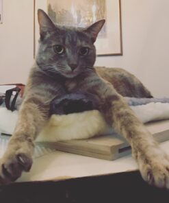 MidWest Homes for Pets Reversible Paw Print Pet Bed in Blue / White, Dog Bed Measures 17L x 11W x 1.5H for 'Tiny' Dog Breed, Machine Wash 17.0"L x 11.0"W x 1.5"Th 34 71Y e6 paL