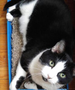 Catit Cat Scratcher, Wide Cat Board 22 71Y lbdDM6L