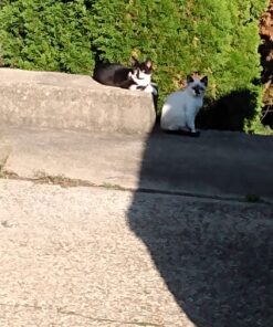 Meow Mix Bistro Recipes Dry Cat Food, Rotisserie Chicken Flavor, 12 Pound Bag 12 Pound (Pack of 1) 26 71Y1XNjnAjL