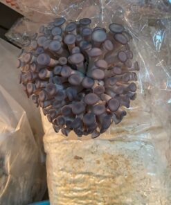 Organic Blue Oyster Mushroom Growing Kit 60 71Y1xru7PkL