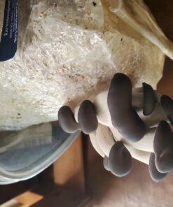 Organic Blue Oyster Mushroom Growing Kit 57 71Y2CdksUlL