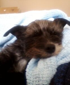 Poop Bags, Environment Friendly Pets N Bags Dog Waste Bags, Biodegradable, Refill Rolls, Includes Dispenser (16 Rolls / 240 Count) 16 Count (Pack of 1) 45 71Y57fRYqSL