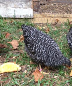 Happy Hen Treats Spiral Leg Bands for Pets, Size 11 16 71Y6b4 YzDL